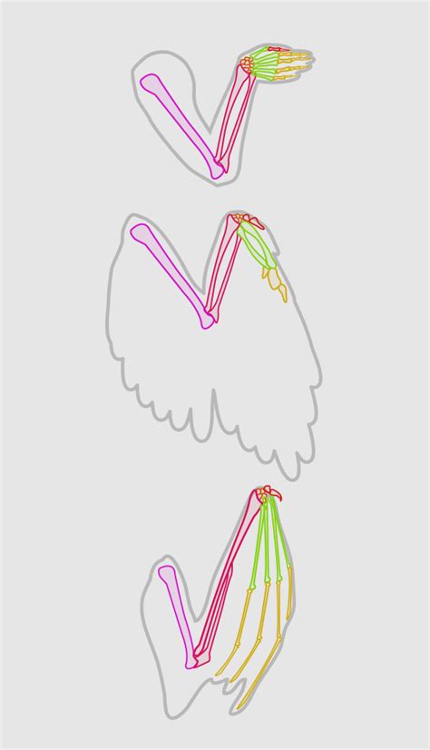 Folded Bird Wing Anatomy - Bird Anatomy Drawing, Step by Step, Drawing ...