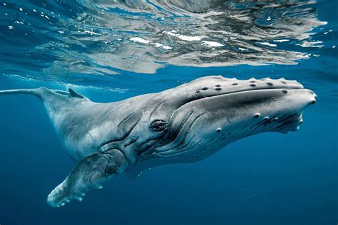 Whales Used to Have Legs – VT | Alternative Foreign Policy Media