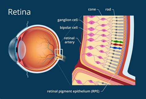 How the Retina Works - Detailed Illustration | Eye anatomy, The retina ...