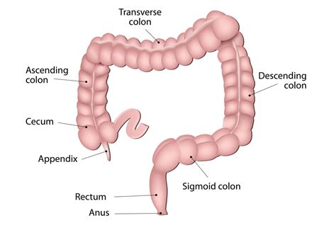 The Colon - Ascending - Transverse - Descending - Sigmoid - TeachMeAnatomy