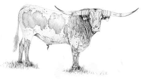 Longhorn Drawings by HECTOR KRIETE at Coroflot.com