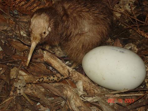 Kiwi Bird Egg Size Comparison