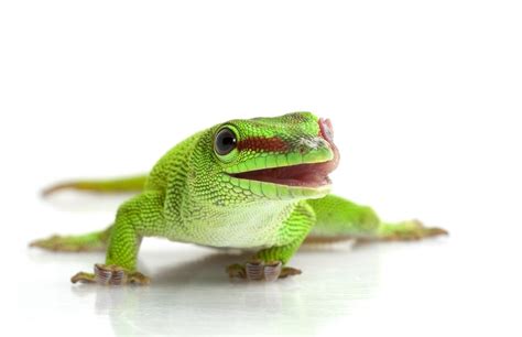 Giant Day Gecko Care guide & info » Petsoid