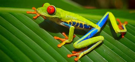 Costa Rica Red Eyed Tree Frog