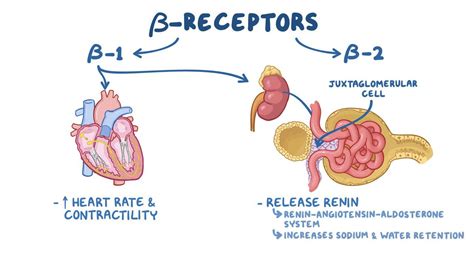 Adrenergic antagonists: Beta blockers: Video | Osmosis