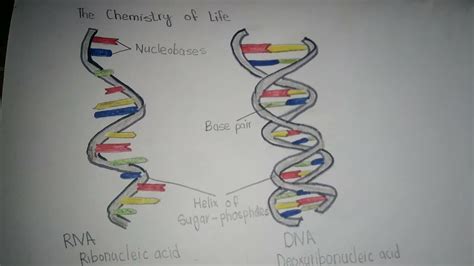 How to draw RNA & DNA drawing tutorial||Step By Step|| - YouTube