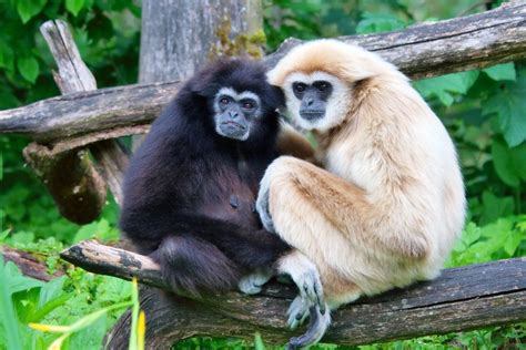 Hoolock Gibbon Species in India