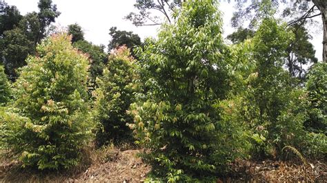 Agroforestry Kayu Manis, Cinnamon burmanii (C. Zeylanicum), Kayu Manis