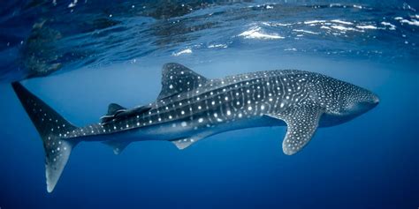 91 whale sharks rescued in 2 years in Gujarat | DeshGujarat