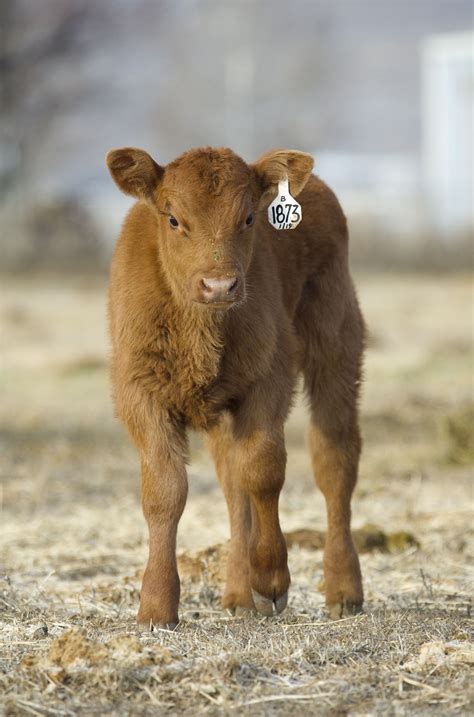 Baby Red Angus Cattle - Livestock Cattle