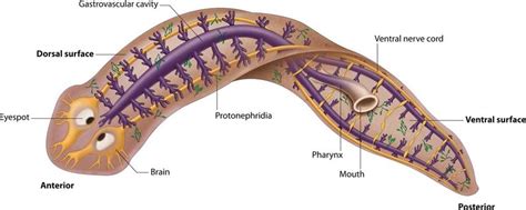 Planaria Diagram Cross Section