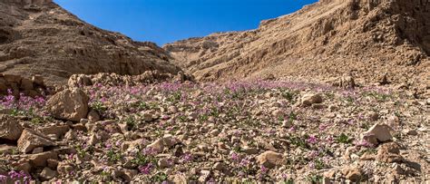 Desert Bloom Season in Israel 2025 - Rove.me