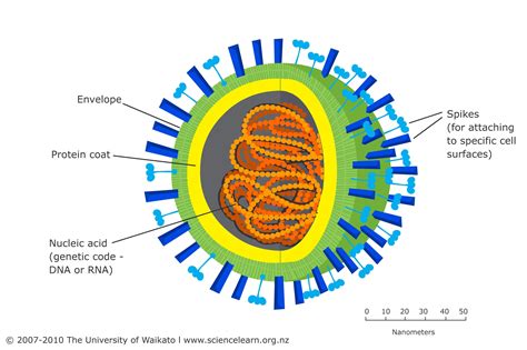 Viruses are tiny can only be seen with a microscope. A virus is not ...