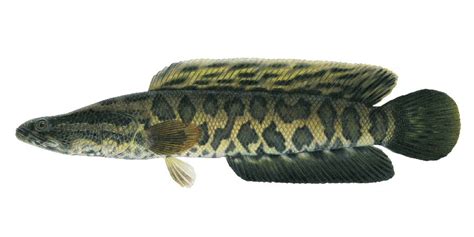 Northern Snakehead | Ontario's Invading Species Awareness Program