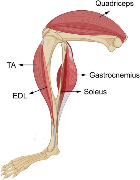 Gastrocnemius Muscle Mouse