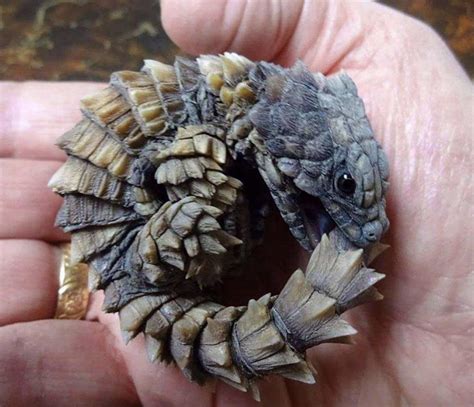 Dragon armadillo lizard for sale - networkswes