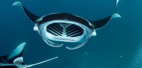 An Elusive Species of Manta Ray Draws Closer to the Light | Hakai Magazine