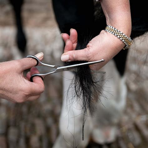 Scissors and Trimming Tools for Horses | Smart Grooming