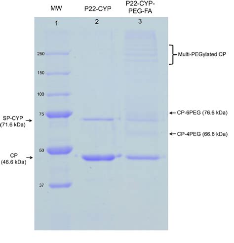 Electrophoresis SDS-PAGE of purified VLPs. The 12% electrophoresis gel ...