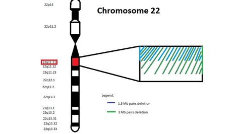 File:Chromosome 22 - TBX1 Gene.jpg - Embryology