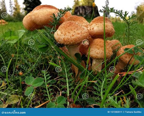 Edible Forest Mushroom - Armillaria Mellea. Stock Image - Image of ...