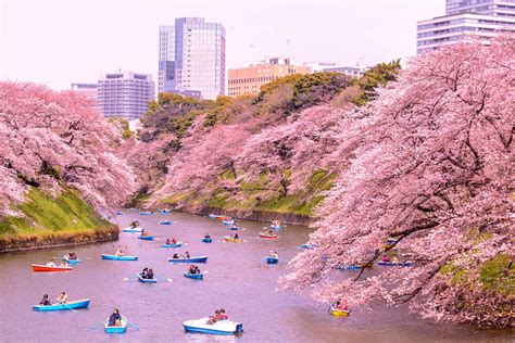 Japan Cherry Blossom 2025 Forecast: Everything You Need to Know (LATEST ...