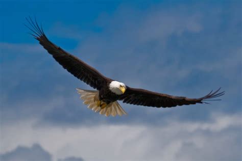 Bald Eagle Wingspan: How It Compares to Other Birds?