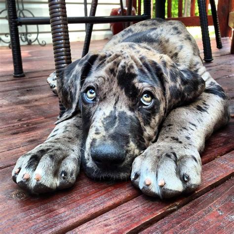 [5+] Alhambra Great Dane Dog Puppies For Sale Or Adoption Near Me ...