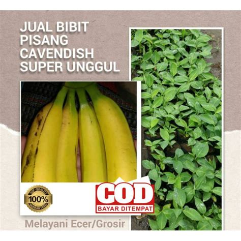 Jual Pisang Cavendish | Shopee Indonesia