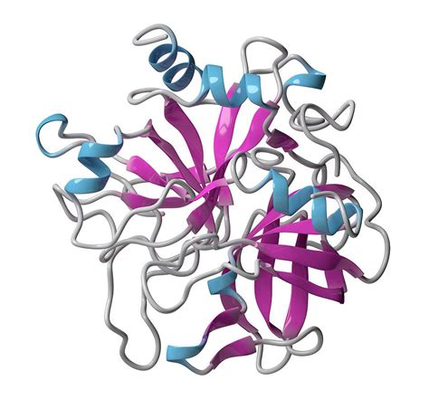 Thrombin Enzyme Molecule Photograph by Molekuul/science Photo Library