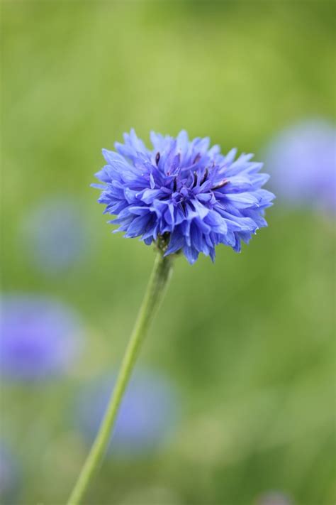 Cornflower blue