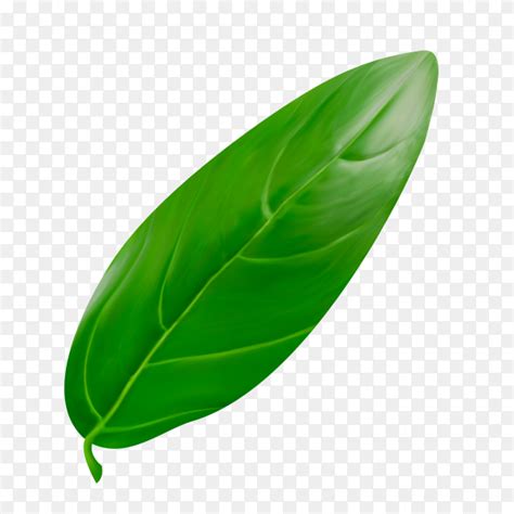 Green Leaf on transparent background PNG - Similar PNG