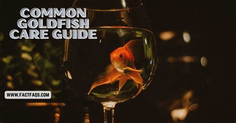 Common Goldfish Care Guide: Expert Tips for Success - FACT FAQs