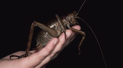 Giant Weta Insect Pictures - The World’s Biggest Insect, Eats Carrots