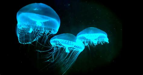 The Secret History of Bioluminescence | Hakai Magazine