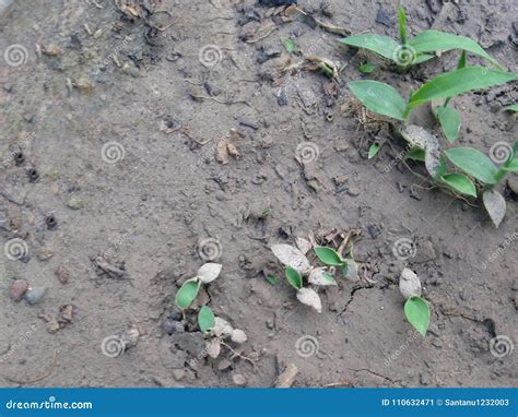 Small Green Plants on Wet Soil Mud Stock Image - Image of green, grey ...