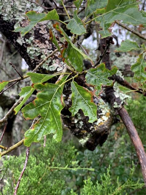 Symptoms of Oak Wilt in Red Oaks | ArborCare & Consulting