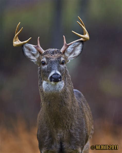 Pennsylvania Wildlife Photographer: PA Whitetail Rut Peaks As Rifle ...