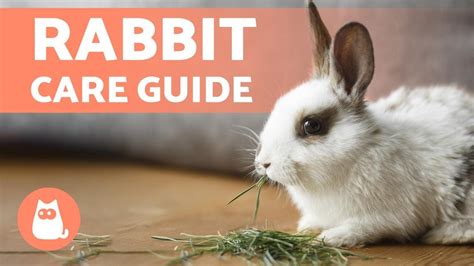 How To Look After A Pet Rabbit - Phaseisland17