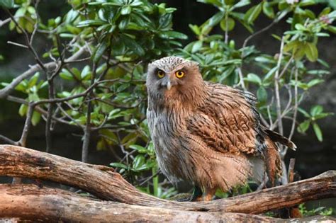 Blakiston's fish owl: The endangered giant of the east | Japan Experience