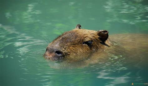 Capybara Swimming