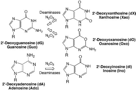 Figure 2 from Defects in purine nucleotide metabolism lead to ...