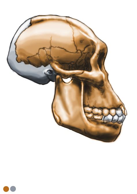 Australopithecus sediba - MH1 - skull reconstruction by Eduard Olaru