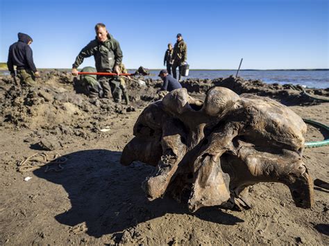 Well-preserved mammoth skeleton found in Siberian lake