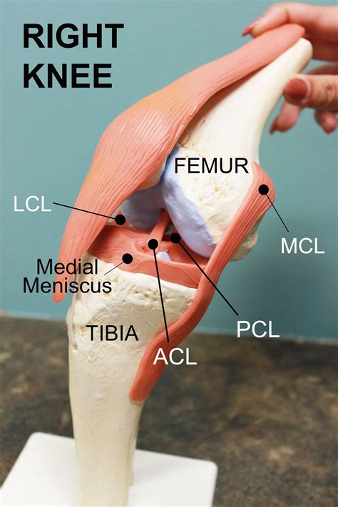 I Tore My ACL… Now What? | Acl, Acl knee, Human anatomy and physiology