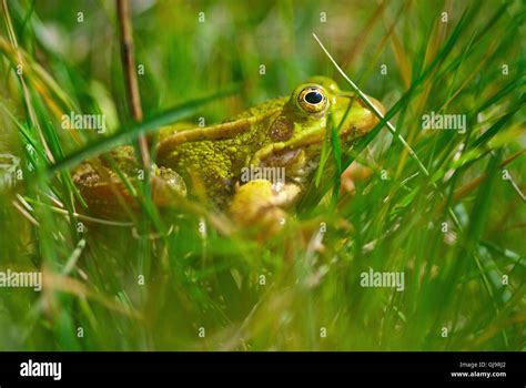 frog in grass Stock Photo - Alamy