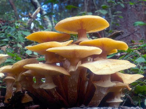 California Fungi: Armillaria mellea