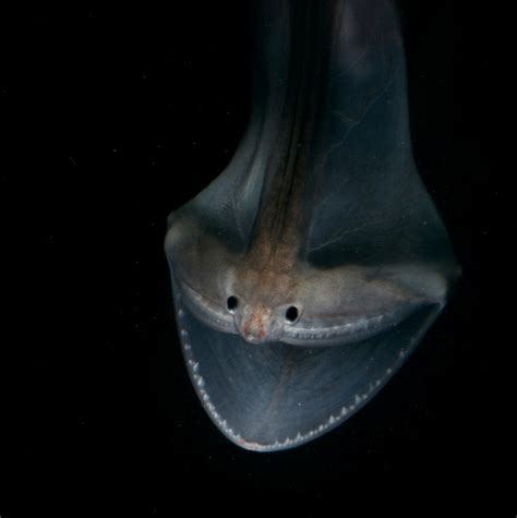 Gulper eel : r/TheDepthsBelow