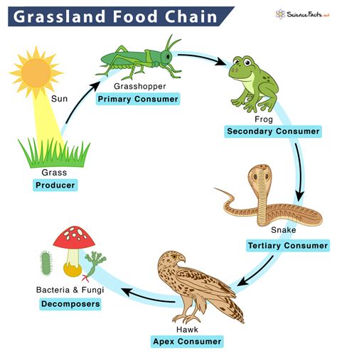 Grassland Food Chain - Examples and Diagram