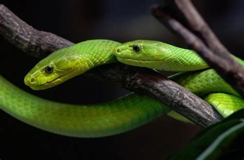 17 Species of Elapids - Amazing Snakes | hubpages